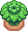 Giant Kale