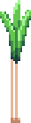 Onion Leek